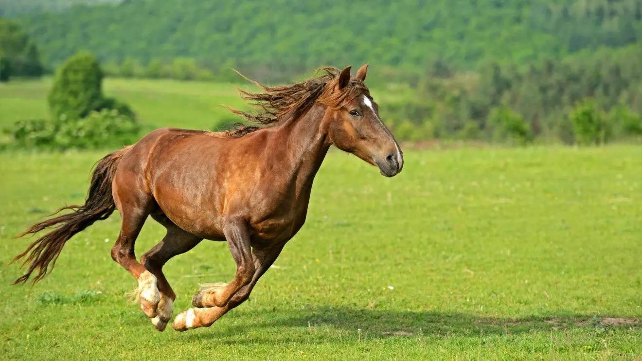 Аллюр три креста