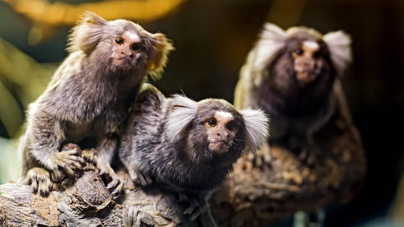 Мармозетки