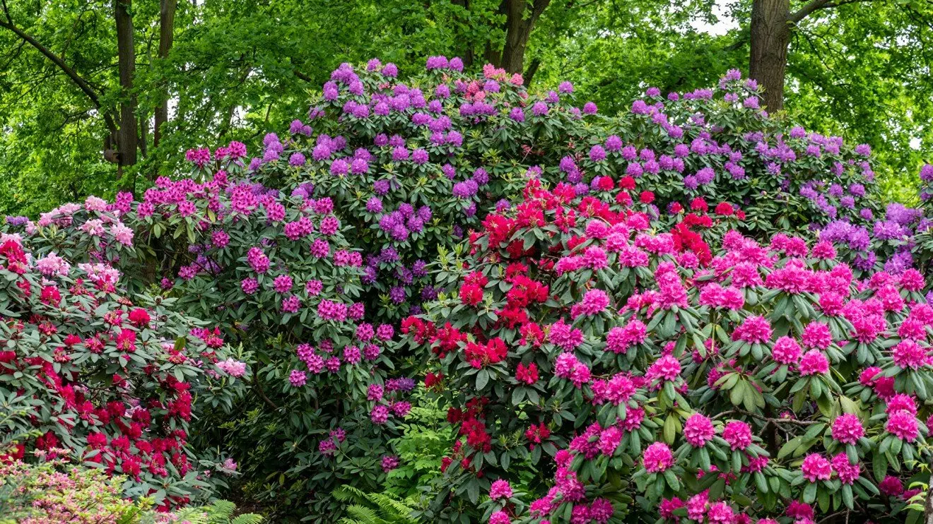 Рододендрон