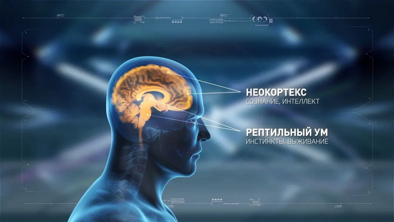 Неокортекс