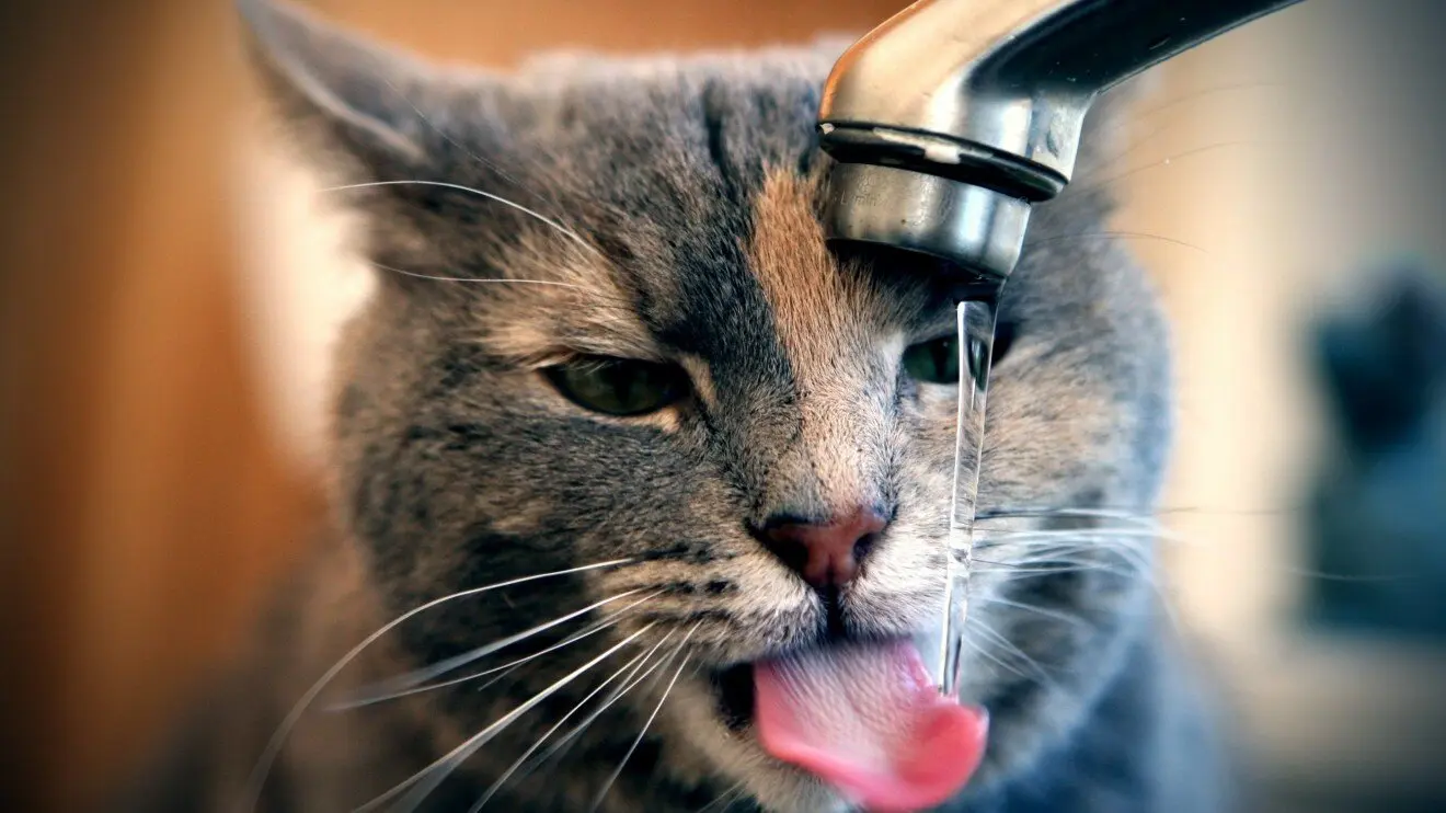 Болезнь души