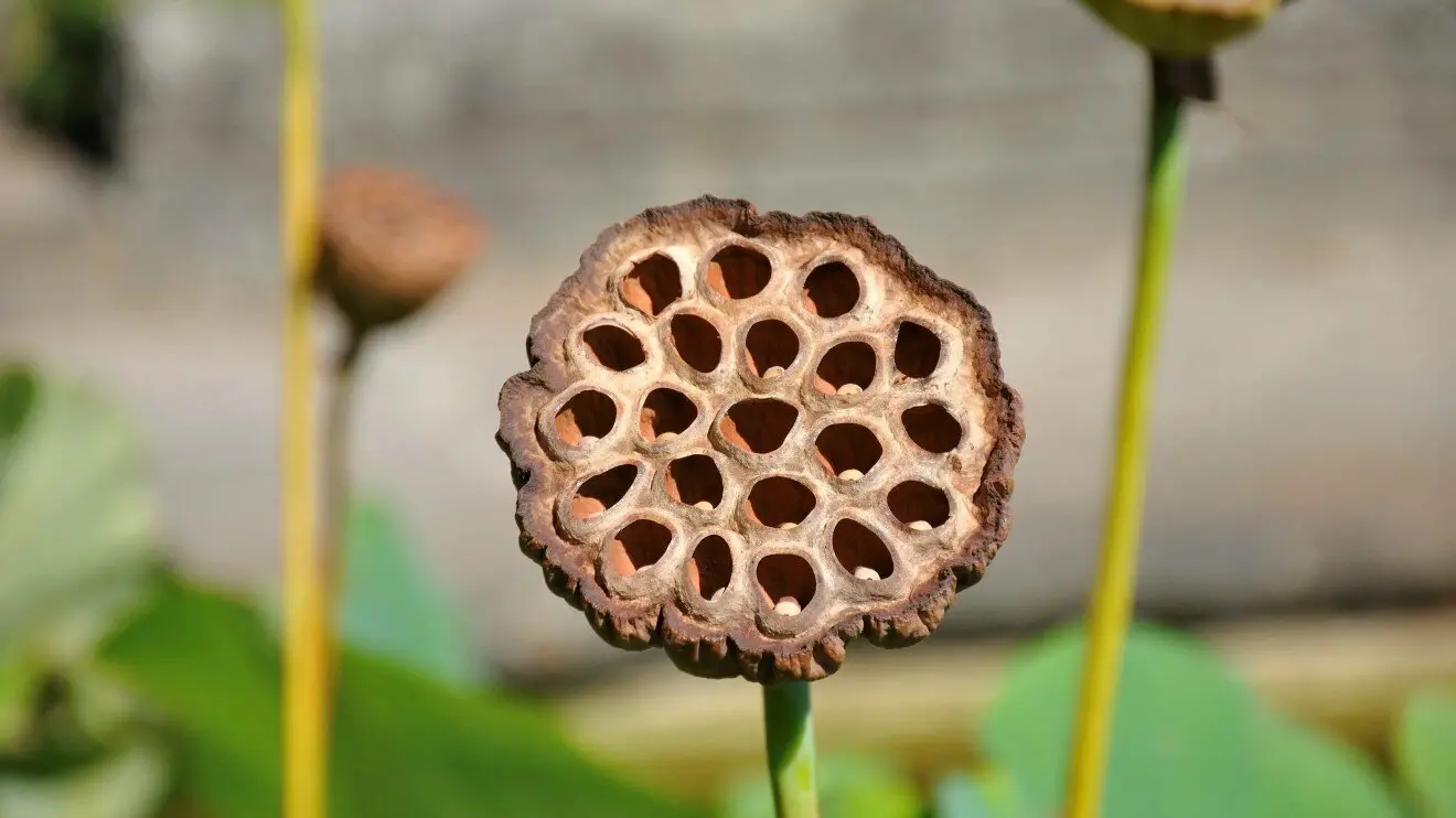 Трипофобия