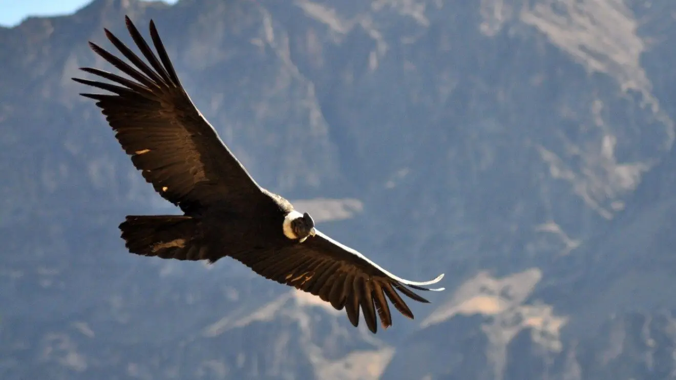 El Condor Pasa